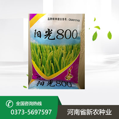 安徽高产小麦种子