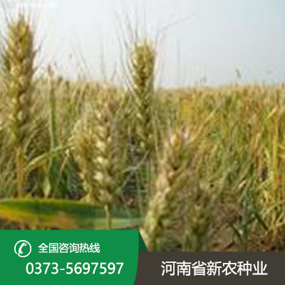 小麦种子价格多少钱一斤