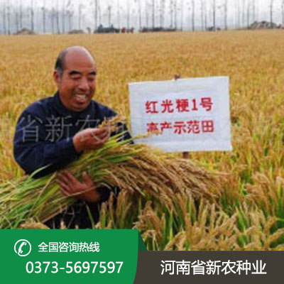 水稻种