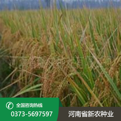 郑稻201水稻种子