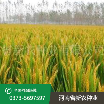 水稻种子产品