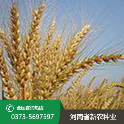 小麦种子品种