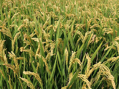 阳光800水稻种子