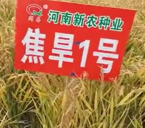 水稻种子加盟