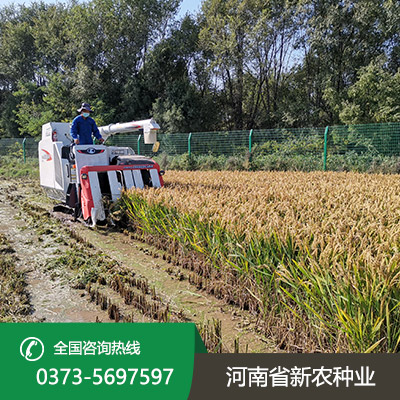 常规水稻种子价格