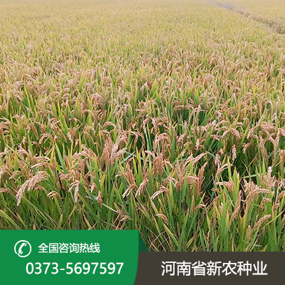 常规水稻种子