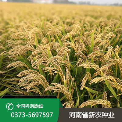 麦茬旱直播的水稻品种