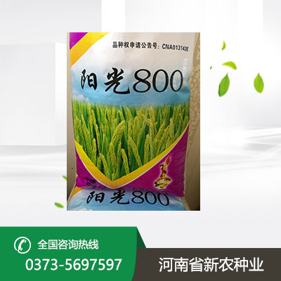 小麦种子