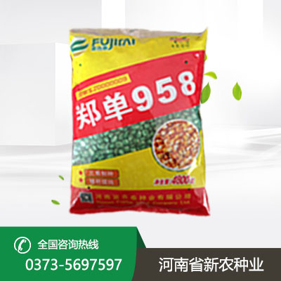 郑单958麦