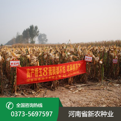 适合机器收的玉米种子