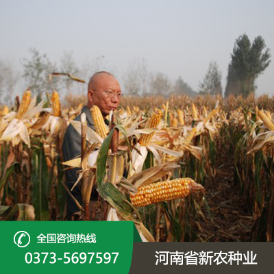 直接收籽玉米价格