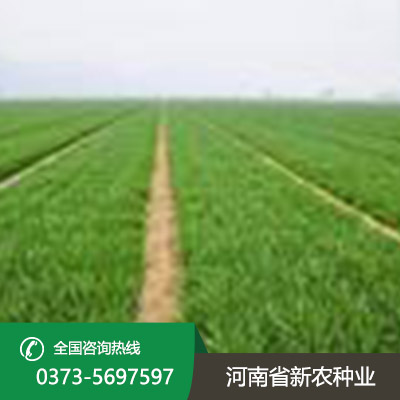 小麦种子的形状