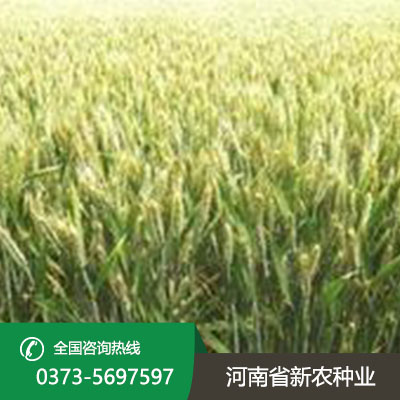2023小麦种子价格