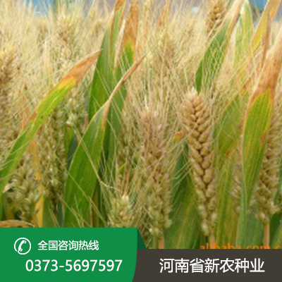 今日小麦价一斤多少钱