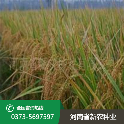 水稻种植