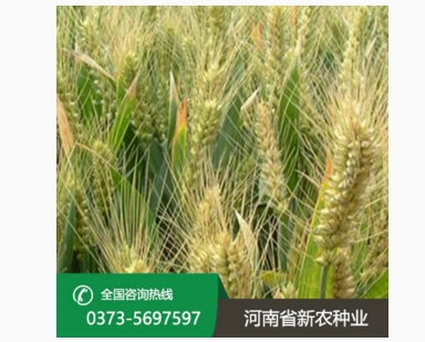 小麦