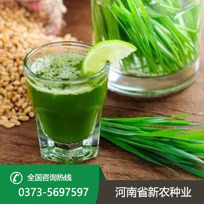 青汁种子