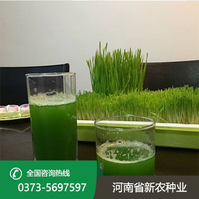 青汁小麦种子怎么种
