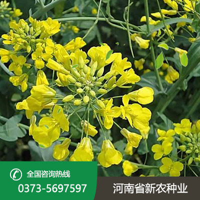 油菜花种子