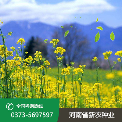 油菜籽种子