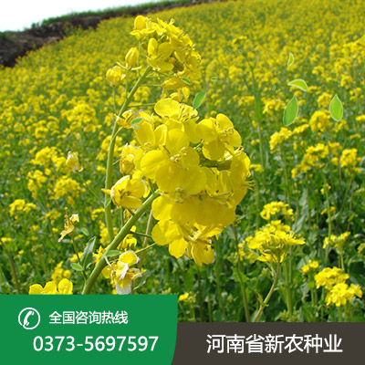 油菜种子
