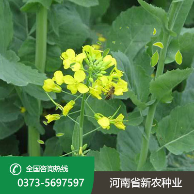 杂交油菜籽种子