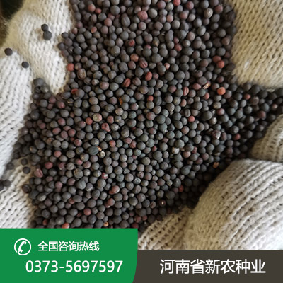 老油菜种子