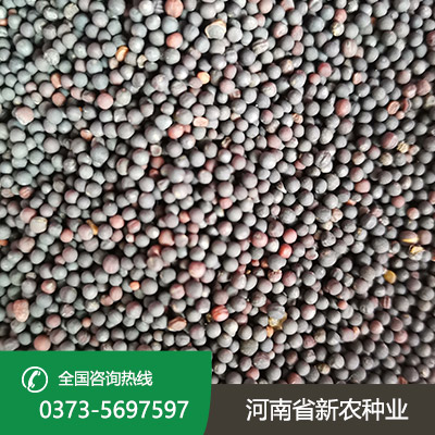 天中油6号油菜籽