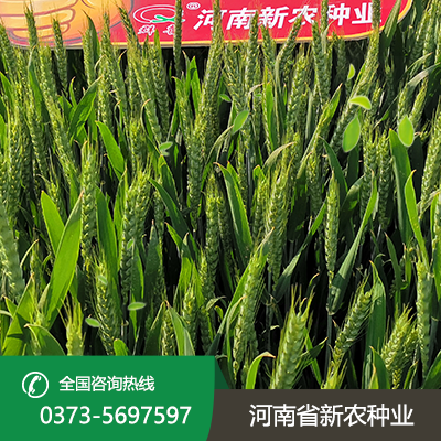 抗旱小麦种子