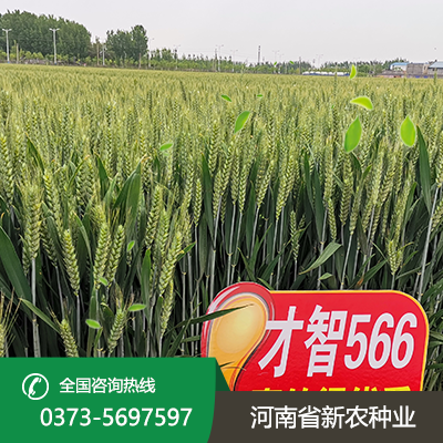 抗倒伏小麦种子