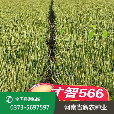 抗冻小麦种子