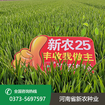 新农25小麦种子