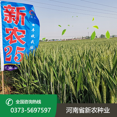 新农25小麦种