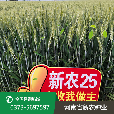 新农25麦种