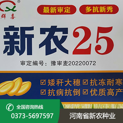 矮秆大穗小麦种子
