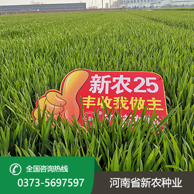 小麦种子
