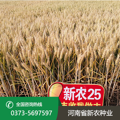 麦种
