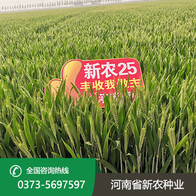 小麦种子批发价格