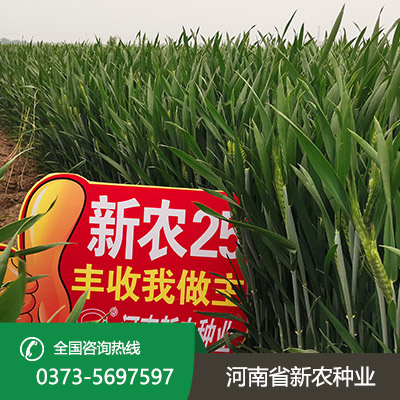 小麦种子怎么种
