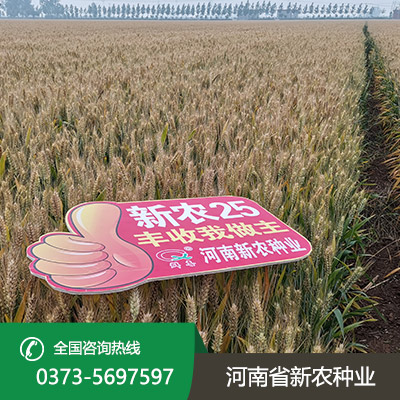 超高产小麦种子