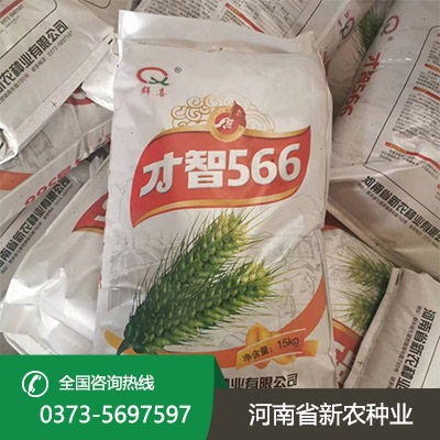 早熟小麦种子