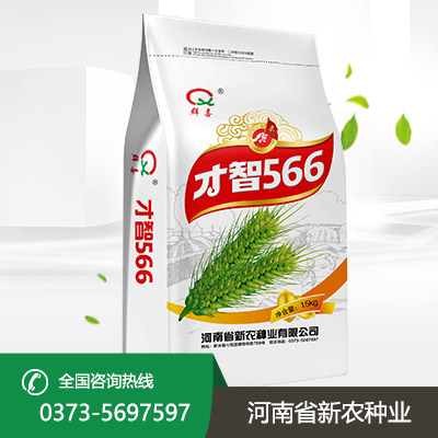 才智566小麦种
