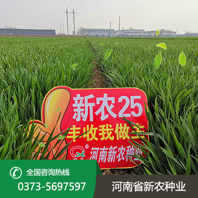 抗冻耐寒小麦种子