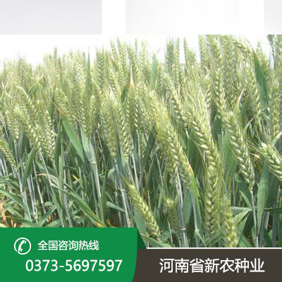 抗病抗倒小麦种